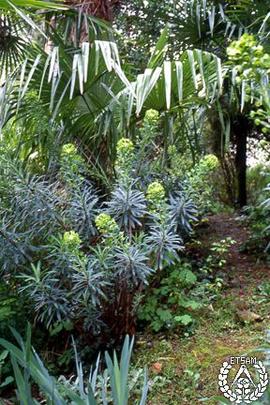 [Recorrido por el Romeral de San Marcos. Imagen 129] Encrucijada. Euphorbia characias y Trachycar...