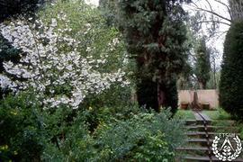 [Recorrido por el Romeral de San Marcos. Imagen 150] Prunus serrulata, ciruelo de flor, Coronilla...