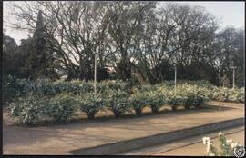 [Jardines del Museo de Artes Plásticas y Visuales, Montevideo. Imagen 9]