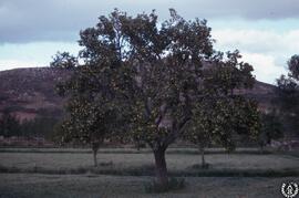 Castilla [3] Los pueblos negros. Atienza, paisajes