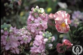 [Recorrido por el Romeral de San Marcos. Imagen 90] Viola tricolor y Cheiranthus cheiri