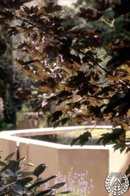 [Recorrido por el Romeral de San Marcos. Imagen 160] Sala de la alberca dorada. Acer pseudoplatan...
