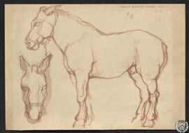 [Apuntes de caballos 3]