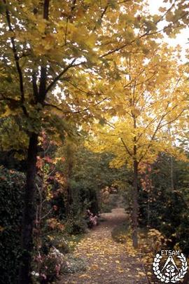 [Recorrido por el Romeral de San Marcos. Imagen 63] Eje, otoño. Tilia platyphyllos