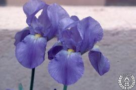 [Recorrido por el Romeral de San Marcos. Imagen 164] Lirios color azul violáceo