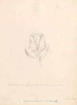 Especia de tulipan, idea sugerida por un fragmento de escultura antigua romana