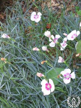 [Recorrido por el Romeral de San Marcos. Imagen 215] Tapizante gris de clavelinas, Dianthus caesius
