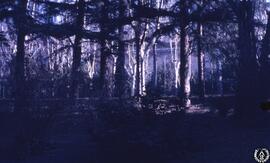 Jardines. Jardines de Sabatini [Imagen 19]