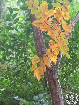[Recorrido por el Romeral de San Marcos. Imagen 246] Patio del pino, otoño. Koelreuteria paniculata