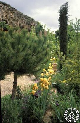 [Recorrido por el Romeral de San Marcos. Imagen 21] Contracampo. Pinus pinea, Iris germanica y Cu...