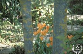 [Recorrido por el Romeral de San Marcos. Imagen 124] Tulipanes color naranja y líquenes