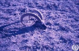 [Viaje a Mongolia. Imagen 63]