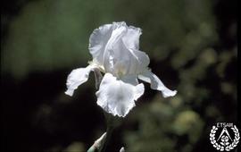 [Recorrido por el Romeral de San Marcos. Imagen 37] Iris germanica, color blanco