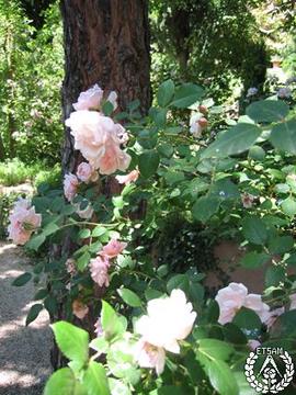 [Recorrido por el Romeral de San Marcos. Imagen 234] Patio del pino. Rosa "Clair matin"