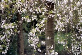 [Recorrido por el Romeral de San Marcos. Imagen 149] Prunus serrulata "Pendula"