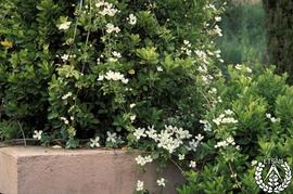 [Recorrido por el Romeral de San Marcos. Imagen 253] Evonymus japonicus y Clematis montana en flor