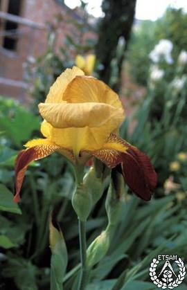 [Recorrido por el Romeral de San Marcos. Imagen 107] Iris amarillo