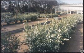 [Jardines del Museo de Artes Plásticas y Visuales, Montevideo. Imagen 10]