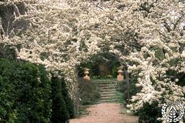 [Recorrido por el Romeral de San Marcos. Imagen 60] Eje, primavera. Prunus domestica