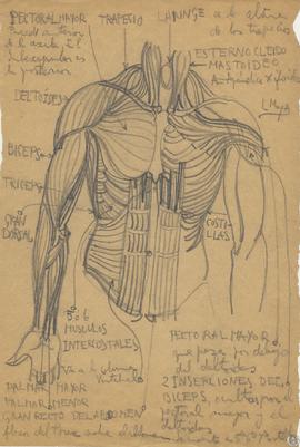 [Descripción de los músculos del tórax, abdomen y brazo]