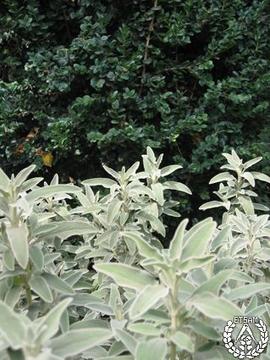 [Recorrido por el Romeral de San Marcos. Imagen 207] Phlomis fruticosa y Buxus balearica