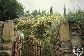 [Recorrido por el Romeral de San Marcos. Imagen 7] Puerta del jardín. Laurus nobilis, Rosa banksi...