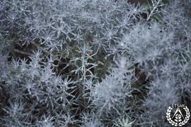 [Recorrido por el Romeral de San Marcos. Imagen 116] Helichryssum italicum (olor a curry)