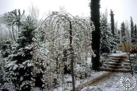[Recorrido por el Romeral de San Marcos. Imagen 141] Terraza de los ciruelos péndulos, nieve en p...