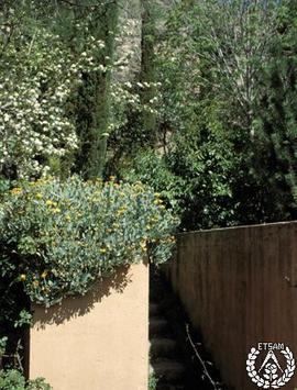[Recorrido por el Romeral de San Marcos. Imagen 227] Othonnopsis cheirifolia en flor