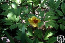 [Recorrido por el Romeral de San Marcos. Imagen 33] Paeonia officinalis, flor sencilla